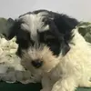 Tom Pierson Jr. - @tom.pierson.jr - TikTok
