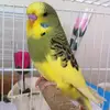 pigeontom10 - @pigeontom10 - TikTok