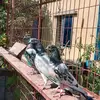 Tom Pigeon Garden - @tompigeongarden - TikTok