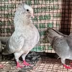 tommy - @_tom_pigeons_58 - Instagram