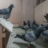 Tomrpigeons - @tomrpigeons - TikTok