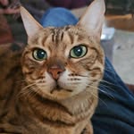 Tom Pless - @blackvette929 - Instagram