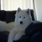 Tom Polk - @puppy_bowl_3 - Instagram