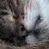 Tom - @tom.pulse - TikTok