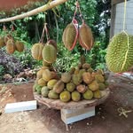 tompul subagya - @tompulsubagya - Instagram
