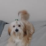 TOM 🐶 - @tomranieri__ - Instagram