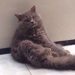 😽Gatinho Tom - @_tom_rico - Instagram