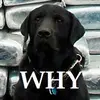 Tom Rigg745 - @nubs7 - TikTok