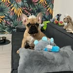 Dante - @tomroyal_dante - Instagram
