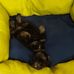 Tom Royal Kennel - Facebook