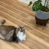 tomo.🥐🐈 - @tomo.russet - TikTok