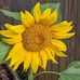 Tom Sappington - Facebook