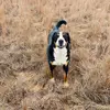 Tom Schickedanz - @tomschickedanz - TikTok