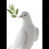 Thomas Schwegler - @thomas.schwegler - TikTok