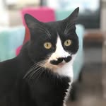 Tom Selleck the Cat - @tom_selleck_the_cat - Instagram