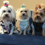 Tom&Sheila&Tipsy - @the_smol_familia - Instagram
