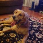 Tom Shelly Fredette - @tmnmf17 - Instagram