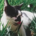 Tøm Sherløck_ - @tom_sherlock99 - Instagram