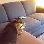 Thomas Shockley - @tombunny1 - Instagram