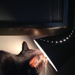 Tom Sparrow - @mycatmimsy - Instagram