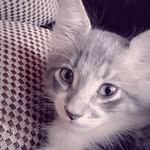❤🐱TOM 🐱❤ - @tom_sterling_m.e - Instagram