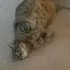 Thomas Stoffel - @thomasstoffel7729 - TikTok