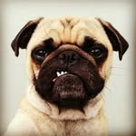 Tom Stogsdill - @youcanpugyourself - Instagram