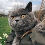 Tom 🐱🐾 | Scottish Straight cat - @tom_thescottishcat - Instagram