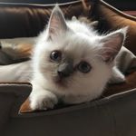 Tom_scottish_straight - @tom.scottish1 - Instagram