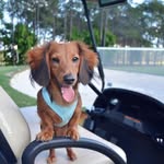 Tomtate - @tomtate0807 - Instagram