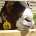 Tom Tedrow Family Boer Goats - Facebook