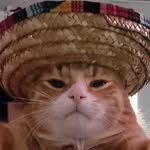 Tobi, Tom, Teddy, and Theodore - @the_tt_cats - Instagram