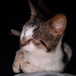 Tom Théodore Alexander II - @lord_tom10 - Instagram