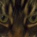Tom Tolman - Facebook