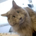 Tom Tompson - @quail.627098 - Instagram