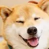 Tom tong - @corgi_t - TikTok