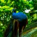 Tom Trinh - Facebook
