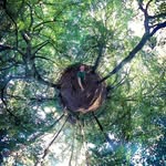 Tom Trost - @tomsbaumpflege - Instagram