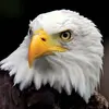 Tom Vang - @tom.vang - TikTok