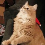 Tomas Veja Venditti - @vejavenditti - Instagram