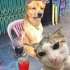 Tôm Vila - @tm.vila4 - TikTok