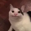 Tôm Không Vỏ 🍤 - @chirikamo264 - TikTok