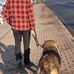 Tom Weber - @hundetrainer__tomweber - Instagram