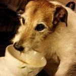 Tom Welsh - @welsh.tom - Instagram