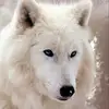 Tom Westervelt115 - @tomwestervelt115 - TikTok