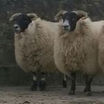 Tom Wiggins - @tommmmmmm123456789 - Instagram
