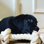 Tom.willard - @tom_dehond - Instagram