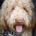 Tom Wimmer - Facebook