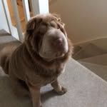 Tom Windle - @roguegrinch - Instagram