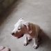 Tomas Carrillo - Facebook